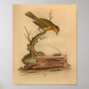 Impressão de críquete Amarelo Vintage Bird