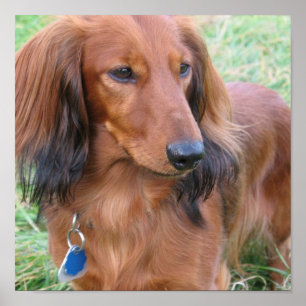 Impressão de Dachshund de Cabelo Longo
