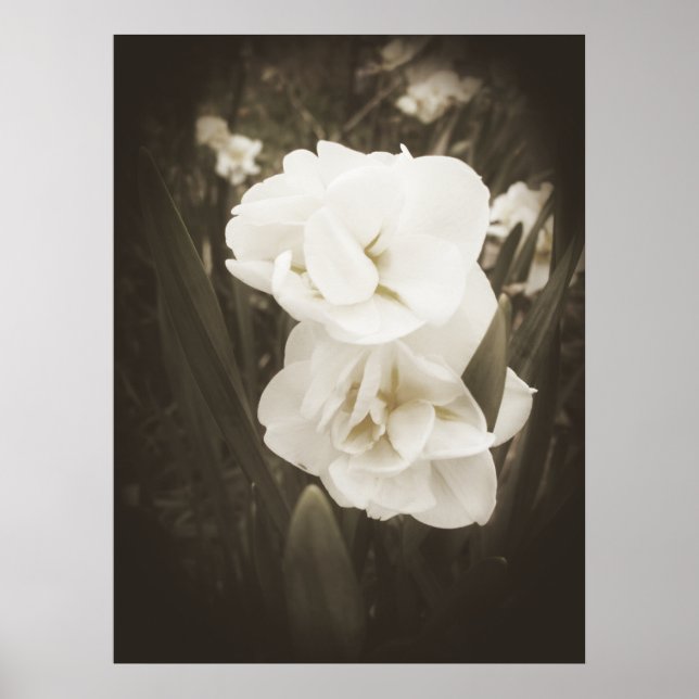 Impressão de Daffodil antigo (Frente)