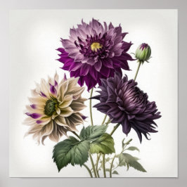 Impressão de Dahlias Roxo
