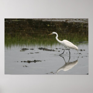 Impressão de Egrete Branco do excelente