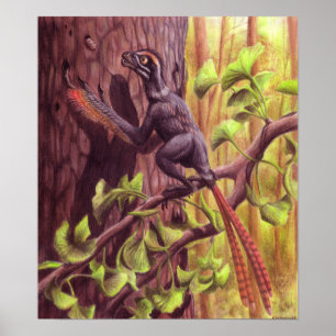 Impressão de Epidexipteryx