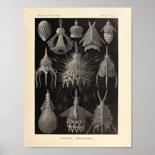 Impressão de Ernst Haeckel da cor de Cyrtoidea do