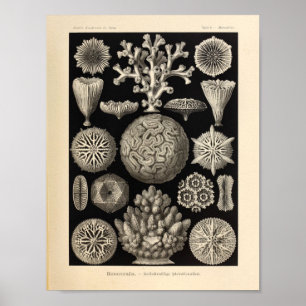Impressão de Ernst Haeckel da cor de Hexacoralla