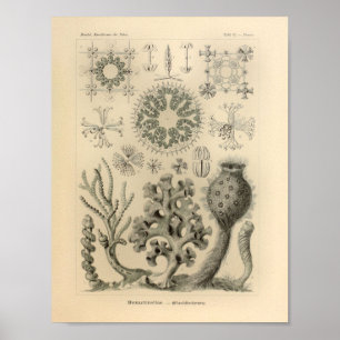 Impressão de Ernst Haeckel da cor de Hexactinella