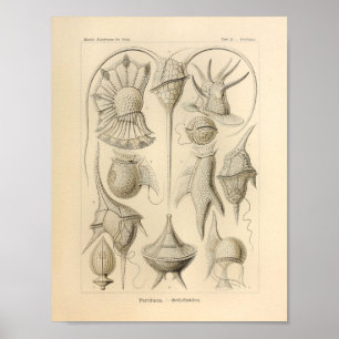 Impressão de Ernst Haeckel da cor de Peridinea do