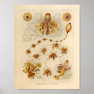 Impressão de Ernst Haeckel da cor de Siphonophora