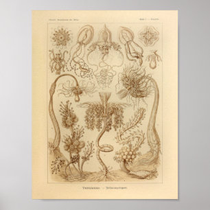 Impressão de Ernst Haeckel da cor de Tubulariae d