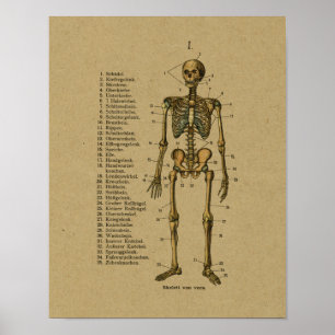 Impressão de esqueleto da anatomia alemão do