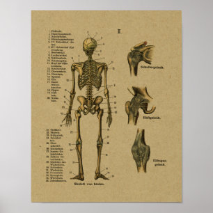 Impressão de esqueleto da anatomia alemão do