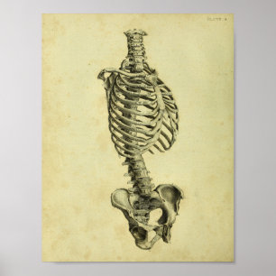 Impressão de esqueleto da anatomia de 1824 seres