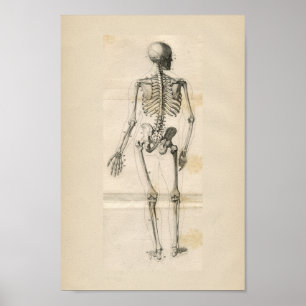 Impressão de esqueleto humano da anatomia do