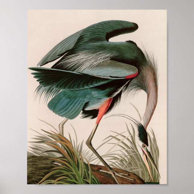 Impressão de excelente de Audubon, Aves Azuis- da  (Frente)