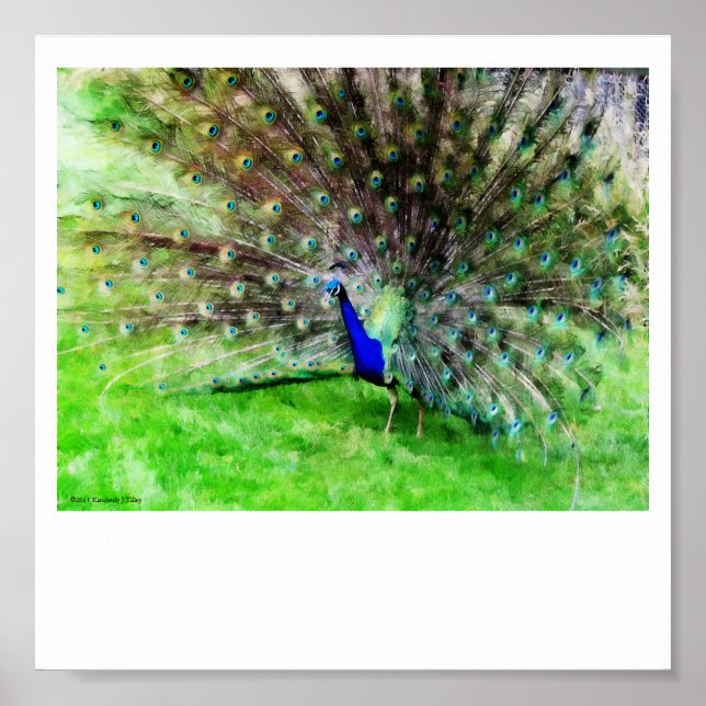 Impressão de exibição (Frente)