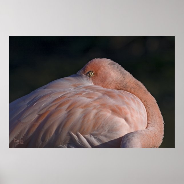 Impressão de Flamingo Adormecido (Frente)