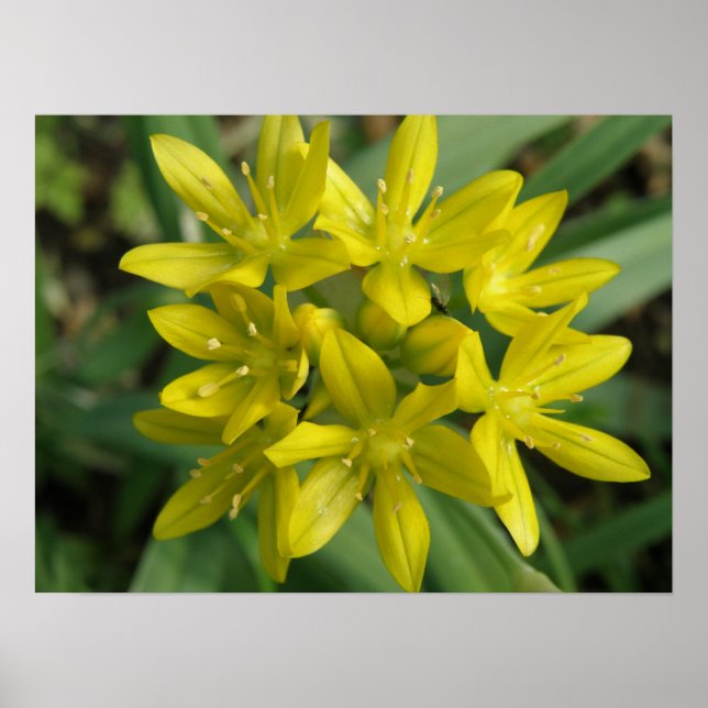 Impressão de Flor Chionodoxa Amarelo (Frente)
