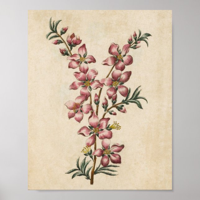 Impressão de Flor de Amêndoa Botânica Vintage (Frente)