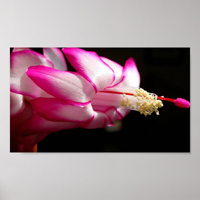 Impressão de Flor de Cactus Rosa (Frente)