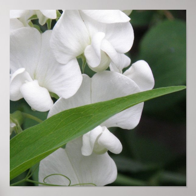 Impressão de Flor de Ervilha doce (Frente)