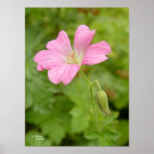 Impressão de Flor de Gerânio Rosa Selvagem