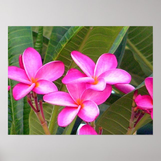Impressão de Flor de Plumeria Rosa (Frente)