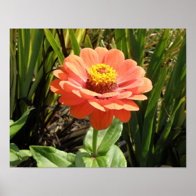 Impressão de Flor de Zínia Laranja (Frente)