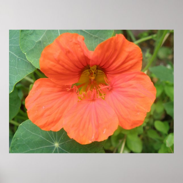 Impressão de Flor Nasturtium Laranja (Frente)