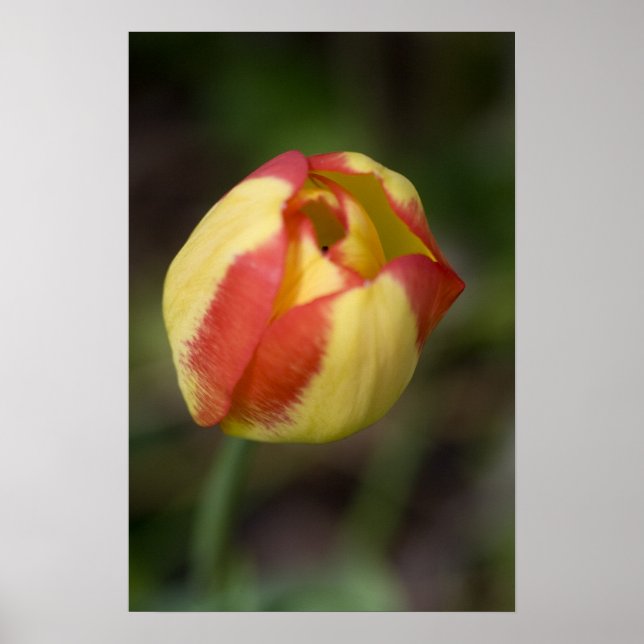 Impressão De Flor Vermelho E Amarelo (Frente)