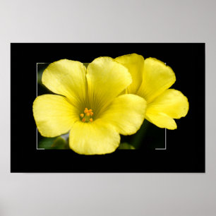 impressão de flores amarelas