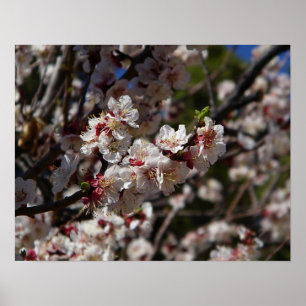 Impressão de flores de cerejeira