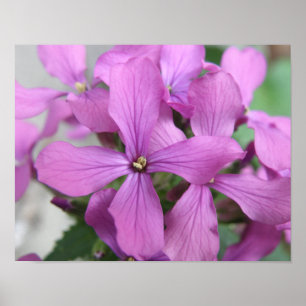 Impressão de Flores Silvestres Roxas