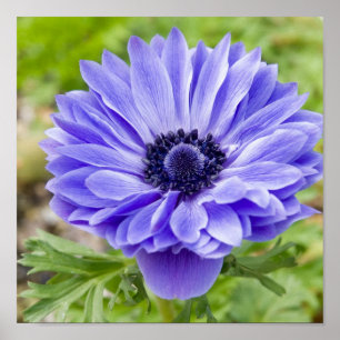 Impressão de florescência do áster