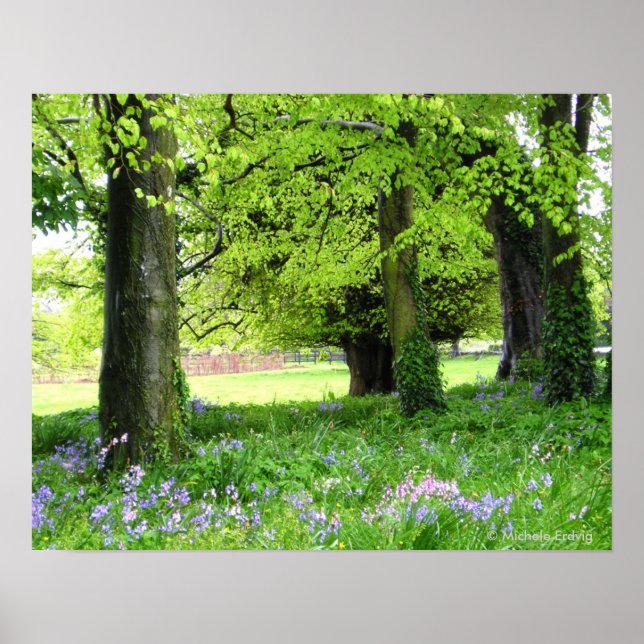 Impressão de Floresta Bluebell primavera (Frente)
