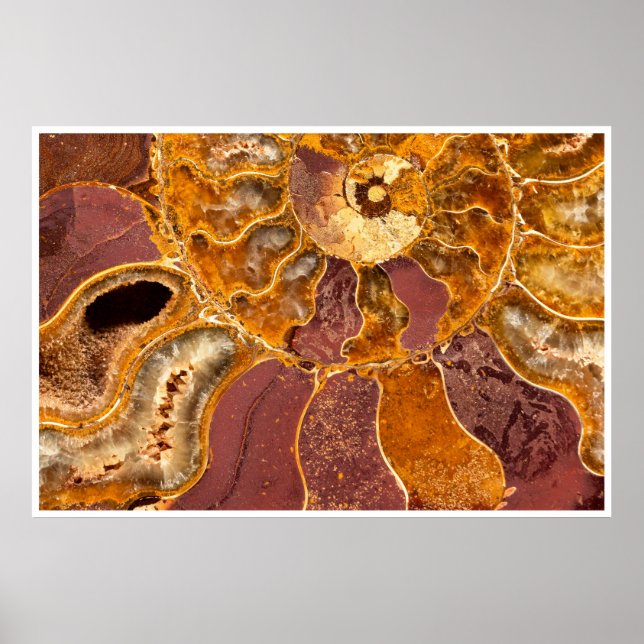 Impressão de Fóssil de Ammonite Close-Up Arte Mari (Frente)