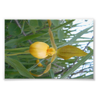 impressão de Foto 6x4