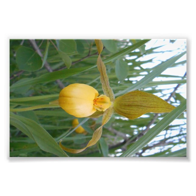 impressão de Foto 6x4 (Frente)