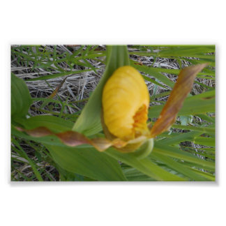 impressão de Foto 6x4