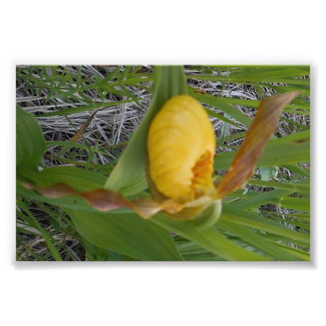 impressão de Foto 6x4 (Frente)