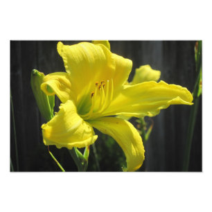 Impressão de Foto Amarelo brilhante