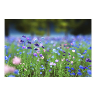 Impressão de Foto Azul de Cornflower