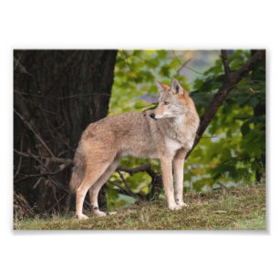 Impressão de Foto Bonito Coyote