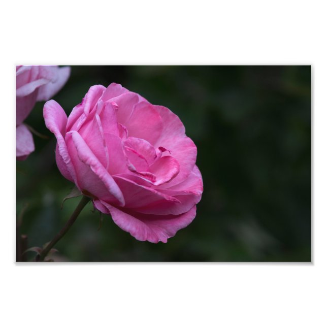 Impressão de Foto - Charme de Rosa (Frente)