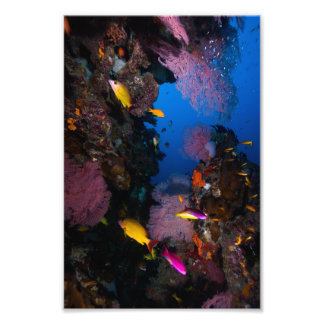Impressão de Foto Colorida do Mar de Coral
