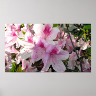 Impressão de Foto Cor Azaleas Rosa