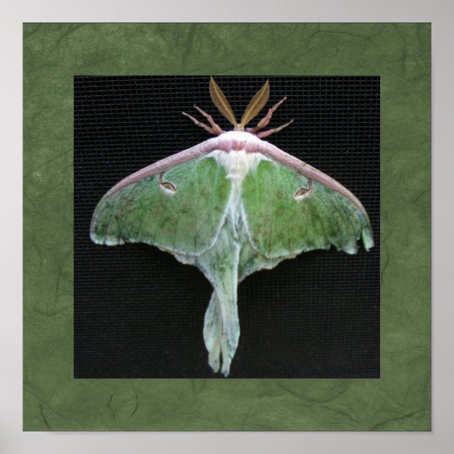 Impressão de Foto da Luna Moth (Frente)