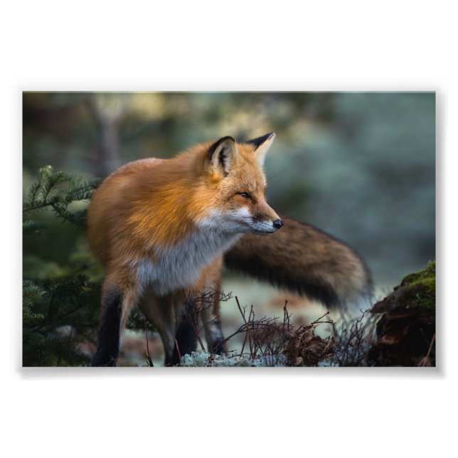 Impressão de Foto da Raposa Vermelha (Frente)