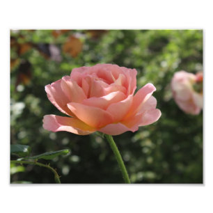 Impressão de Foto da Rosa Abraham Darby