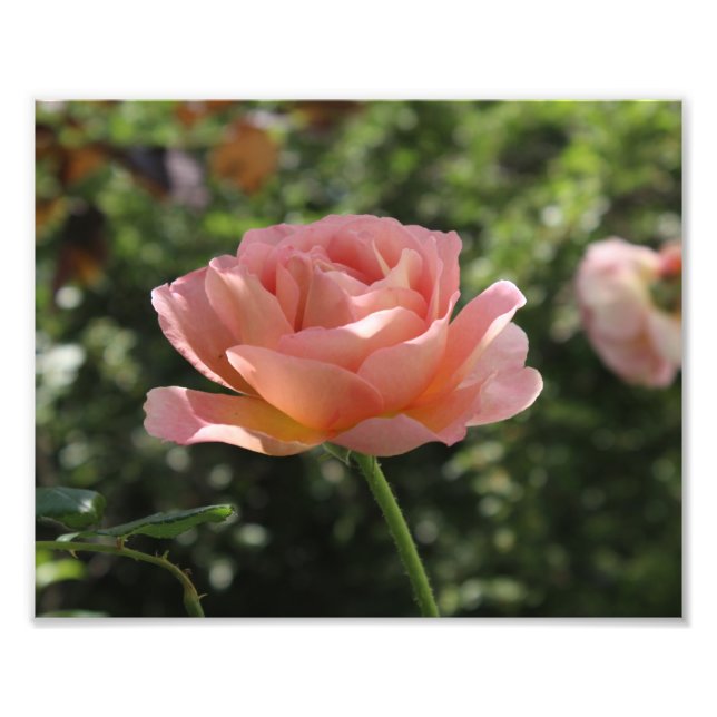 Impressão de Foto de Abraham Darby Rosa (Frente)