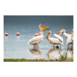 Impressão de Foto de Alta Qualidade de Pelicanos,