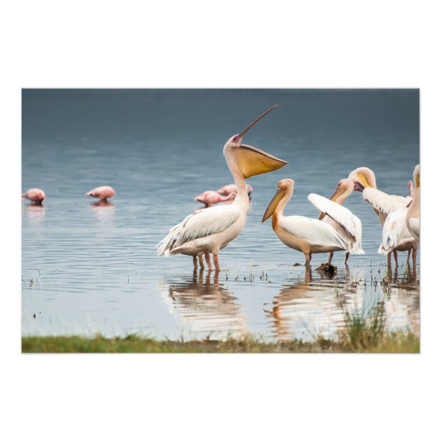 Impressão de Foto de Alta Qualidade de Pelicanos,  (Frente)